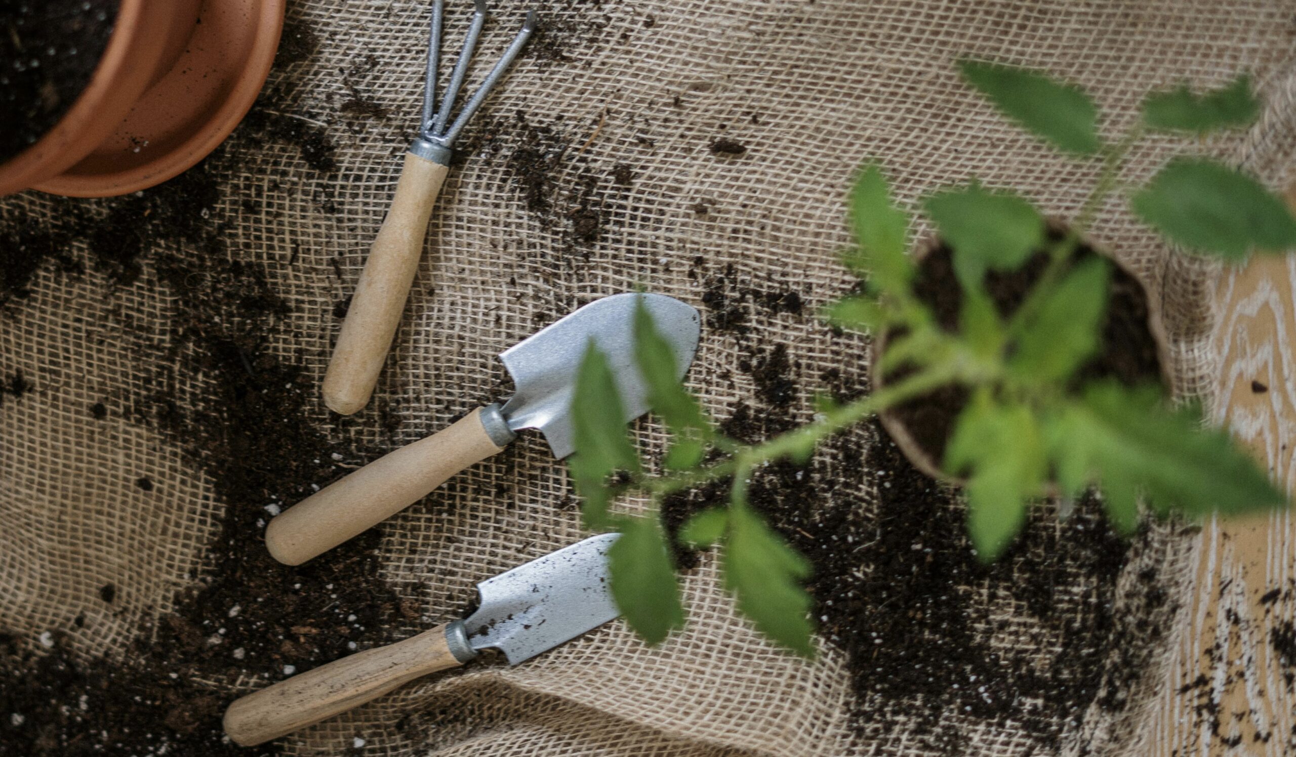 Growing Herbs In Pots For Beginners